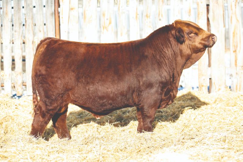 Sire8